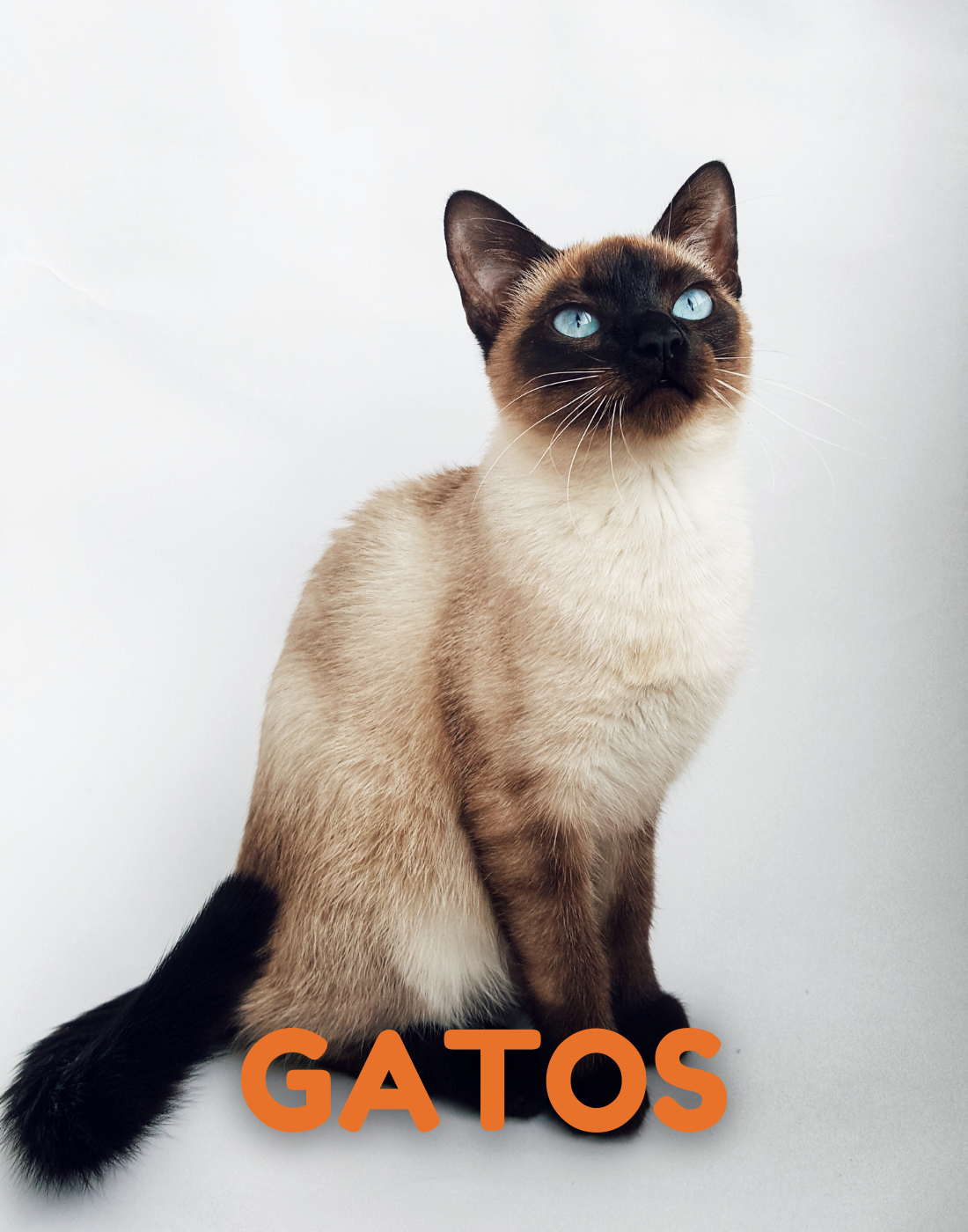 Gatos